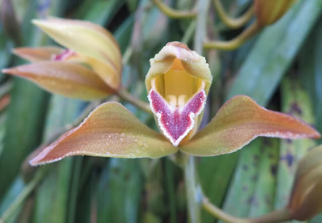 Dai gia Ha thanh chi 1,5 ty mua 500 nhanh lan huyen thoai choi Tet-Hinh-2