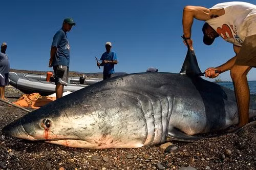 Vi ca map co gi ma dat tien, duoc the gioi san lung toi vay?