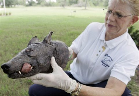 Su that ve quy hut mau Chupacabra-Hinh-2