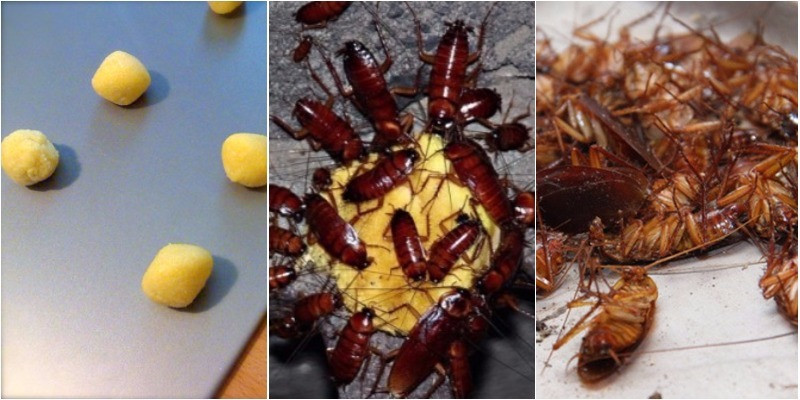 Che bay bang long do trung ga, diet ca 