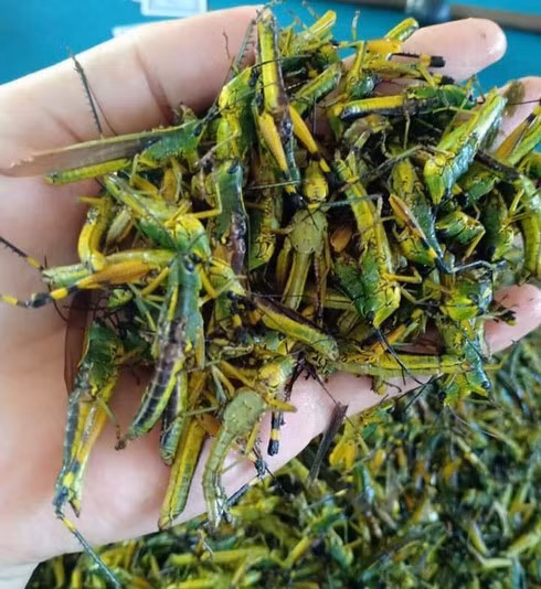 Chi em Ha thanh do xo mua chau chau lam mon nhau chieu chong