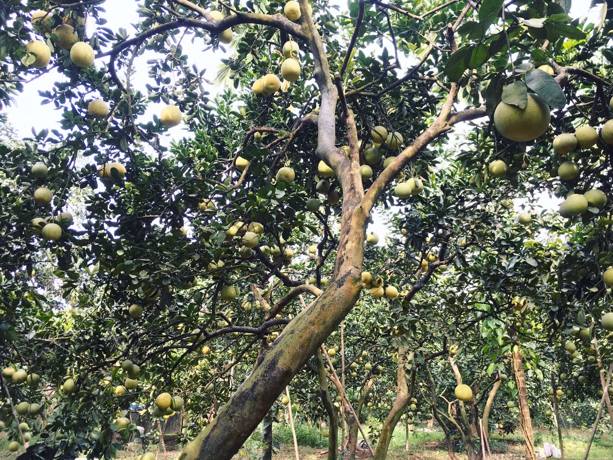 Dai gia Ha Thanh choi troi, bao tron vuon buoi co 2.000 qua an Tet