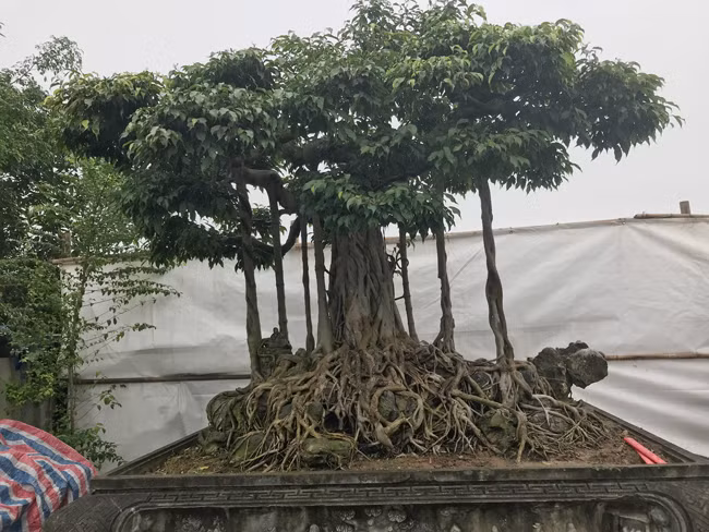 Tác phẩm này từng nổi tiếng năm 2008 ở Hải Dương và được một số khách trả 3 tỷ đồng nhưng ông không bán.