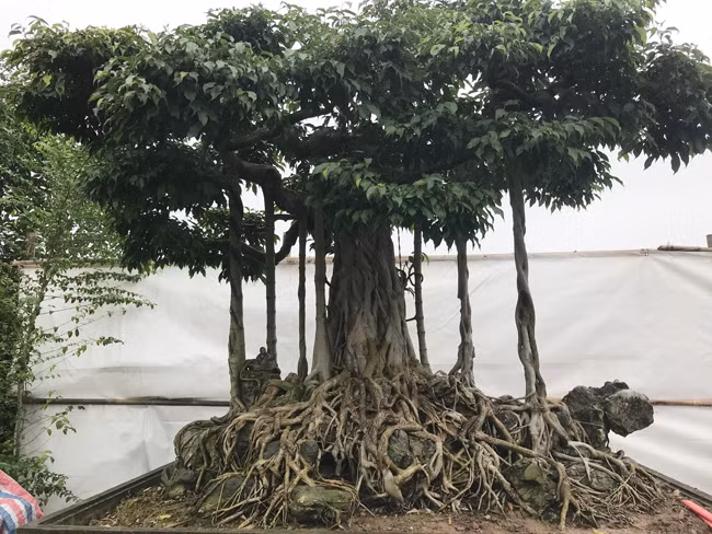 Sau này va đập xã hội nhiều, ông dần rút ra được nhiều kinh nghiệm và bài học cho bản thân. Theo ông, những nghề liên quan đến nghệ thuật như tạo tác cây cảnh rất cần có năng khiếu mới cho ra tác phẩm đẹp.