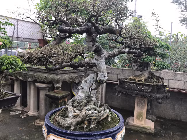 Trong vườn, ông còn rất nhiều tác phẩm khác có giá hàng chục triệu đồng đến hàng trăm triệu đồng khác.