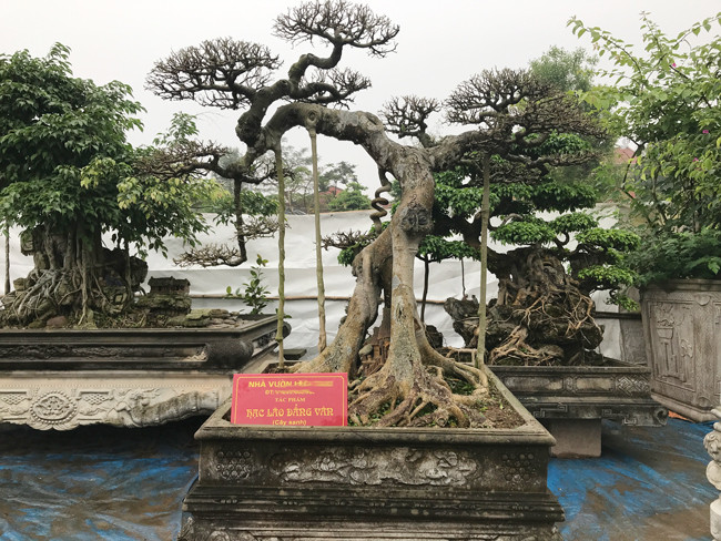 Đây cũng là một tác phẩm sanh cổ với cái tên “Hạc lão đẳng vân”. Theo ông, cây này có giá khoảng nửa tỷ đồng.