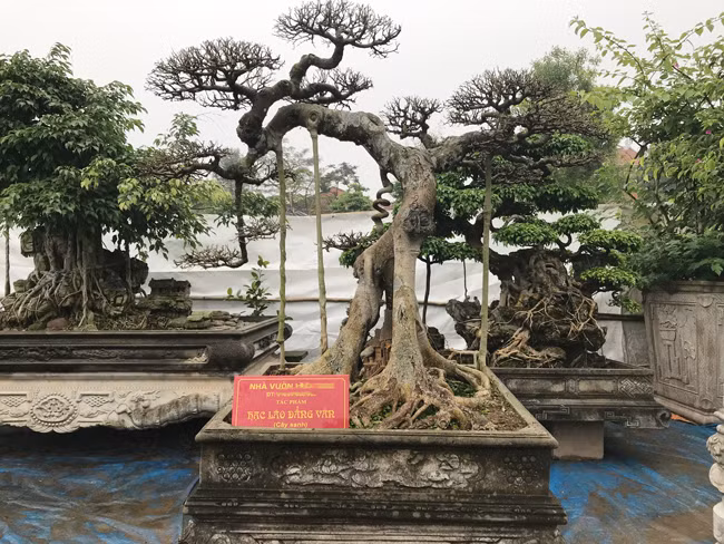 Đây cũng là một tác phẩm sanh cổ với cái tên “Hạc lão đẳng vân”. Theo ông, cây này có giá khoảng nửa tỷ đồng.