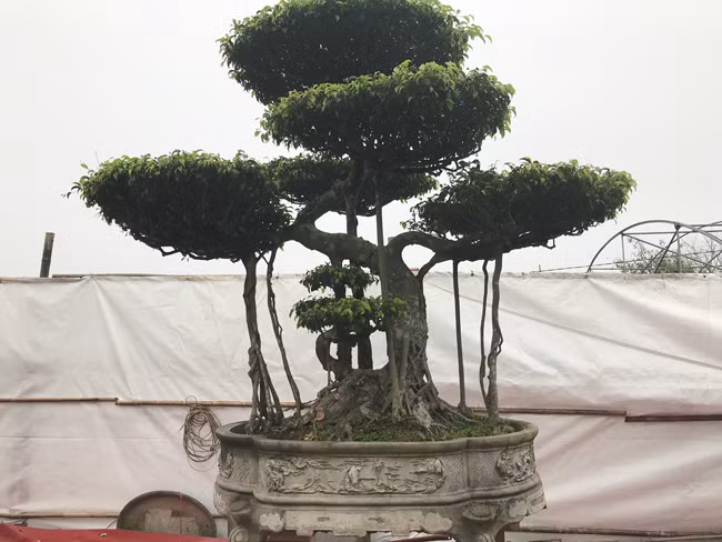 Cây này có tên là long cổ, tức là hình dáng của nó giống một con rồng. Cây này tuổi đời không nhiều so với cây khác nhưng giá trị của nó cũng rất cao.