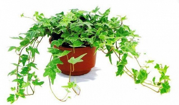 Phong tam thom tho, sach bong dang muoi chi voi chau cay nay