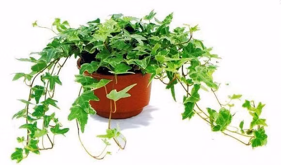 Phong tam thom tho, sach bong dang muoi chi voi chau cay nay