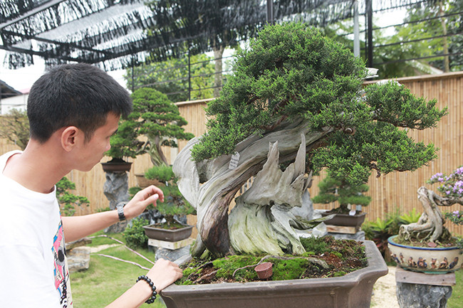 Sau một thời gian học hỏi, anh Phong chia sẻ: “Một bonsai đẹp không chỉ hội tụ yếu tố nghệ thuật đến từ bàn tay chăm sóc, tỉa tót của con người, Bonsai đẹp còn phải mang được đến cho người thưởng lãm cảm nhận về sức sống tràn nhựa sống từ thiên nhiên, khiến ta vì thế mà luôn muốn vươn lên trong cuộc sống”.