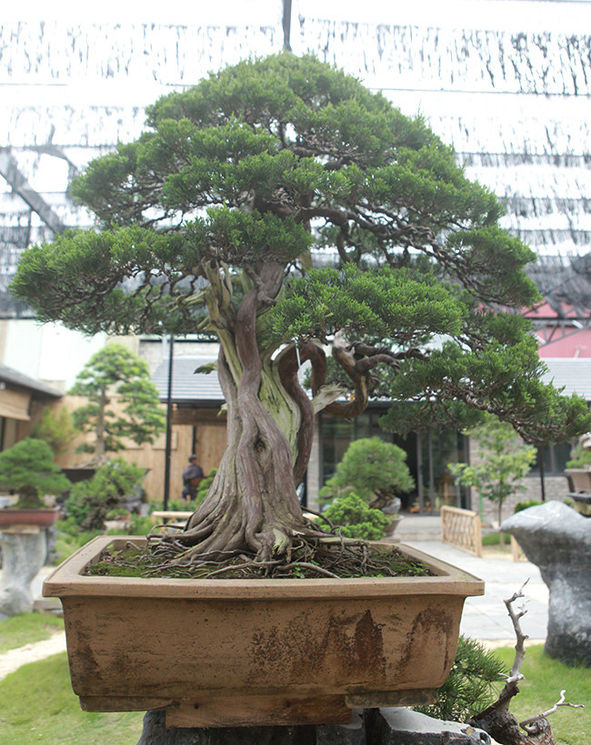 Thân tuy ngắn nhưng uốn lượn rất đẹp. Đa số những cây bonsai người Nhật làm có kích thước không quá lớn.