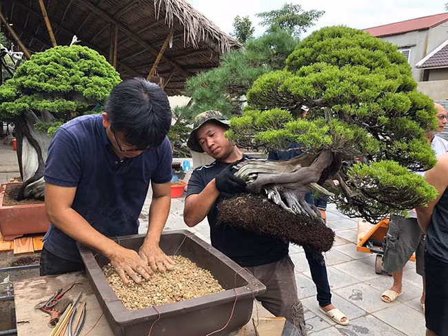 Những cây duyên tùng thuộc dòng lá kim và rất đắt, không phải có tiền là mua được. Những năm gần đây, những người có tiền, thích nghệ thuật bonsai Nhật thường tìm mua duyên tùng về chơi bởi cây không quá lớn, rất thích hợp đặt trong biệt thự, khuôn viên vườn nhỏ… Cây được trồng trong chậu và thường được đặt trên một tảng đá, tảng đá phải phù hợp với kích cỡ của cây.