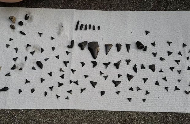 Thành quả của Mark chỉ trong một ngày tìm kiếm.