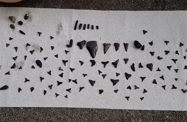 Thành quả của Mark chỉ trong một ngày tìm kiếm.