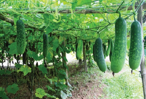 2 sai lam tai hai khi an bi dao khong phai ai cung biet