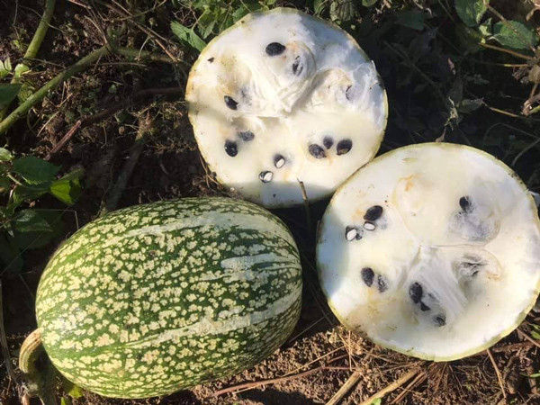 Loai hat mau den si hut khach dip cuoi nam, co nguoi ban duoc ca tan