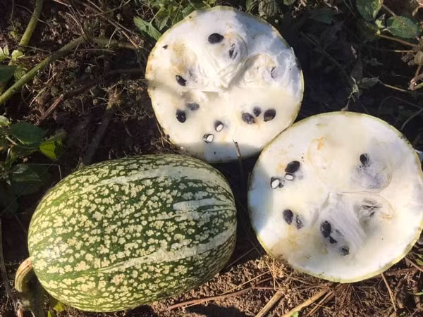 Loai hat mau den si hut khach dip cuoi nam, co nguoi ban duoc ca tan