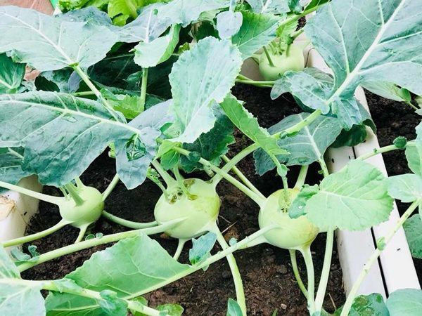 Chị cho hay, nên trồng rau theo mùa giúp cây lớn nhanh, đạt năng suất cao và cũng hạn chế được sâu bệnh. Vì diện tích sân thượng hạn chế nên để đủ rau ăn, chị thường trồng gối vụ các loại rau. Nhờ những kinh nghiệm đơn giản ấy, chị ít khi phải mua rau ngoài chợ.