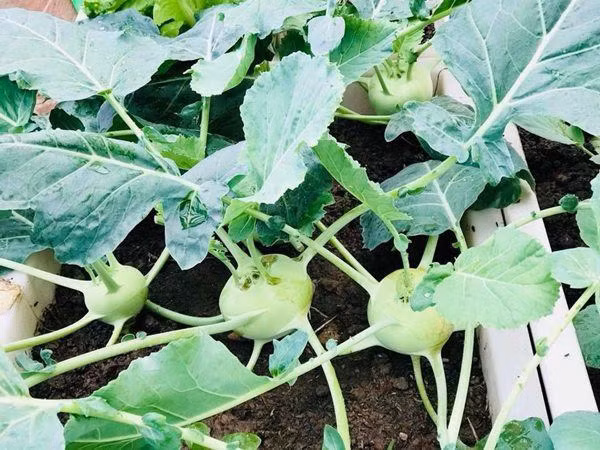 Chị cho hay, nên trồng rau theo mùa giúp cây lớn nhanh, đạt năng suất cao và cũng hạn chế được sâu bệnh. Vì diện tích sân thượng hạn chế nên để đủ rau ăn, chị thường trồng gối vụ các loại rau. Nhờ những kinh nghiệm đơn giản ấy, chị ít khi phải mua rau ngoài chợ.