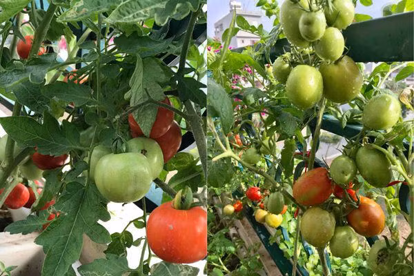 Để vườn rau luôn tươi tốt, hạn chế sâu bệnh, chị Liên thường làm đất rất kỹ. Theo chị đây là khâu rất quan trọng. Chị trộn kỹ đất với đất phù sa, xin bã cua, đầu cá nhỏ vùi xuống đất rồi phủ một lớp phân gà, phân lợn hoai mục ở dưới, trên cùng là lớp đất trộn trấu hun rất xốp.