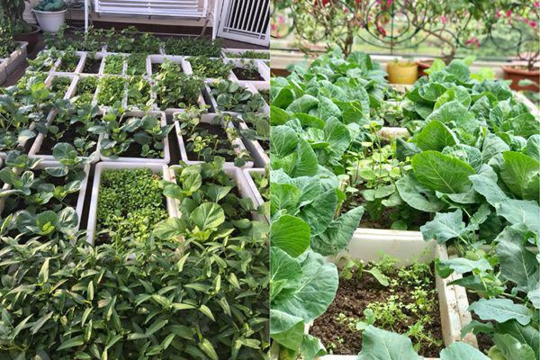 Chỉ với khoảng diện tích 30m2 nhưng nhờ biết cách khéo léo tận dụng không gian, sắp xếp hợp lý nên mỗi mùa, chị đều trồng được rất nhiều các loại rau, quả và hoa khác nhau.