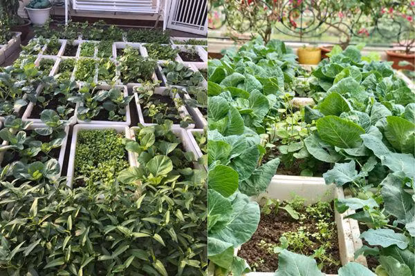 Chỉ với khoảng diện tích 30m2 nhưng nhờ biết cách khéo léo tận dụng không gian, sắp xếp hợp lý nên mỗi mùa, chị đều trồng được rất nhiều các loại rau, quả và hoa khác nhau.