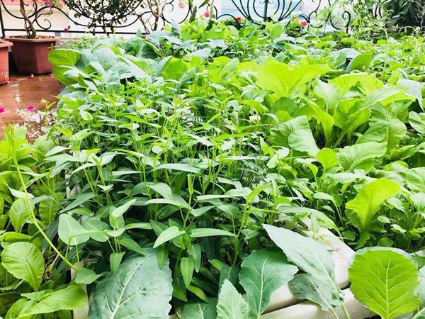 Theo chị Liên, khó khăn nhất là vận chuyển đất lên sân thượng, còn những công việc như chăm bón, tưới rau vì là sở thích nên cảm thấy không quá vất vả, ngược lại còn mang đến niềm vui mỗi ngày.