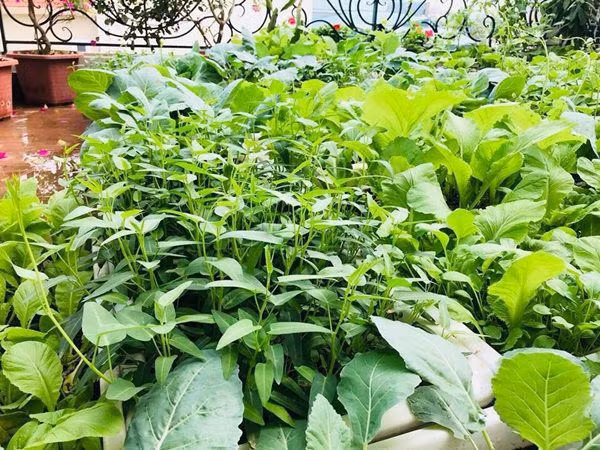 Theo chị Liên, khó khăn nhất là vận chuyển đất lên sân thượng, còn những công việc như chăm bón, tưới rau vì là sở thích nên cảm thấy không quá vất vả, ngược lại còn mang đến niềm vui mỗi ngày.