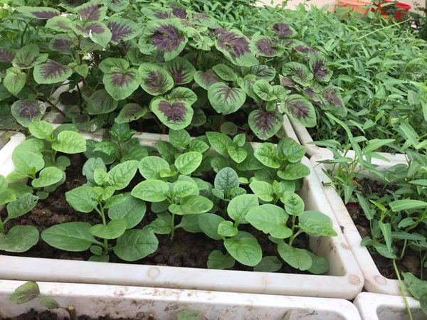 Cách đây gần 2 năm, vì lo cho sức khỏe gia đình trước những thông tin thực phẩm không an toàn do phun, tẩm nhiều hóa chất, thuốc kích thích độc hại, chị Mai Liên (Hải Dương) đã dành thời gian tìm hiểu và dọn dẹp, tận dụng khoảng sân thượng 30m2 của gia đình để trồng đủ các loại rau quả sạch.