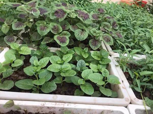 Cách đây gần 2 năm, vì lo cho sức khỏe gia đình trước những thông tin thực phẩm không an toàn do phun, tẩm nhiều hóa chất, thuốc kích thích độc hại, chị Mai Liên (Hải Dương) đã dành thời gian tìm hiểu và dọn dẹp, tận dụng khoảng sân thượng 30m2 của gia đình để trồng đủ các loại rau quả sạch.