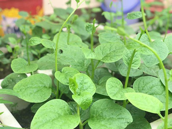 Theo chị Liên, khó khăn nhất là vận chuyển đất lên sân thượng, còn những công việc như chăm bón, tưới rau vì là sở thích nên cảm thấy không quá vất vả, ngược lại còn mang đến niềm vui mỗi ngày.