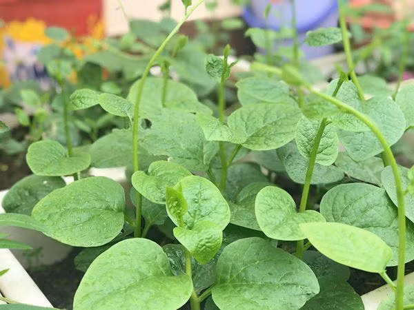 Theo chị Liên, khó khăn nhất là vận chuyển đất lên sân thượng, còn những công việc như chăm bón, tưới rau vì là sở thích nên cảm thấy không quá vất vả, ngược lại còn mang đến niềm vui mỗi ngày.