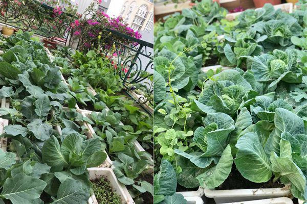 Với một người khá bận rộn với công việc ở cơ quan, trồng rau tuy chiếm nhiều thời gian nhưng mỗi ngày, được tự tay thu hoạch rau, được tự tưới nước, chăm bón, bắt sâu cho từng chậu rau, chị Mai Liên luôn cảm thấy được thư thái và thoải mái sau một ngày dạy học ở trường.