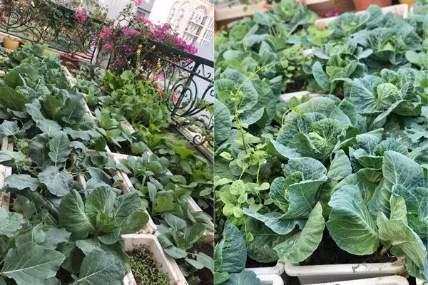 Với một người khá bận rộn với công việc ở cơ quan, trồng rau tuy chiếm nhiều thời gian nhưng mỗi ngày, được tự tay thu hoạch rau, được tự tưới nước, chăm bón, bắt sâu cho từng chậu rau, chị Mai Liên luôn cảm thấy được thư thái và thoải mái sau một ngày dạy học ở trường.