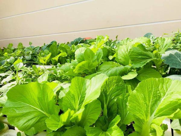 Chị Liên cho biết, thời gian đầu do chưa có nhiều kinh nghiệm nên chị trồng cây nào chết cây ấy, những cây sống được cũng thường còi cọc, chậm lớn. Sau đó, chị dành thời gian tìm hiểu, tham gia các hội trồng cây, trồng rau, trồng hoa để học hỏi thêm. Nhờ sự miệt mài, cộng với niềm đam mê, chị đã tự tin hơn để có được vườn rau hoa xanh tốt, đẹp mắt như hiện tại.