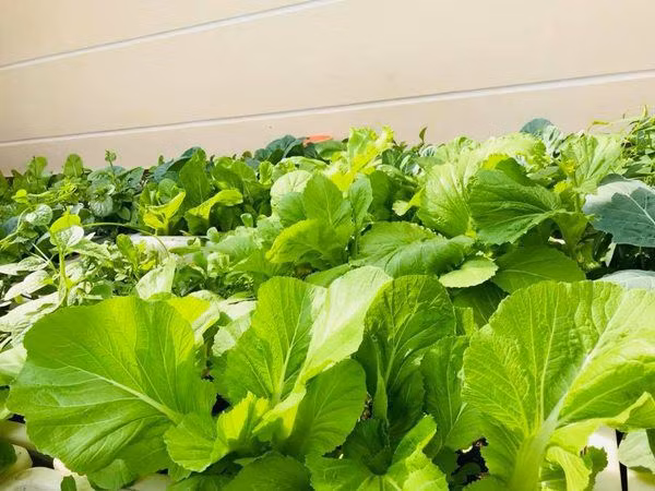 Chị Liên cho biết, thời gian đầu do chưa có nhiều kinh nghiệm nên chị trồng cây nào chết cây ấy, những cây sống được cũng thường còi cọc, chậm lớn. Sau đó, chị dành thời gian tìm hiểu, tham gia các hội trồng cây, trồng rau, trồng hoa để học hỏi thêm. Nhờ sự miệt mài, cộng với niềm đam mê, chị đã tự tin hơn để có được vườn rau hoa xanh tốt, đẹp mắt như hiện tại.