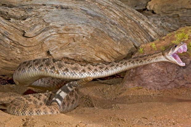 Phat hien soc ve kha nang nuot chung ran doc cua nguoi co dai