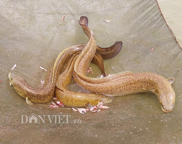 Thu hon 300 trieu dong/nam tu mo hinh nuoi dac san 