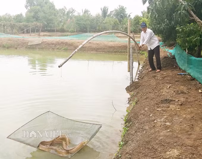 Thu hon 300 trieu dong/nam tu mo hinh nuoi dac san 