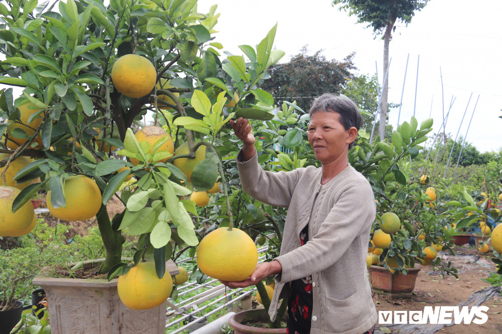 Bưởi Diễn là loại cây đặc sản ở quận Bắc Từ Liêm, Hà Nội. Cây bưởi Diễn ra quả 1 năm 1 lần, thường quả chín đúng vào dịp Tết và có màu vàng bắt mắt nên thu hút nhiều người mua về chưng tết.