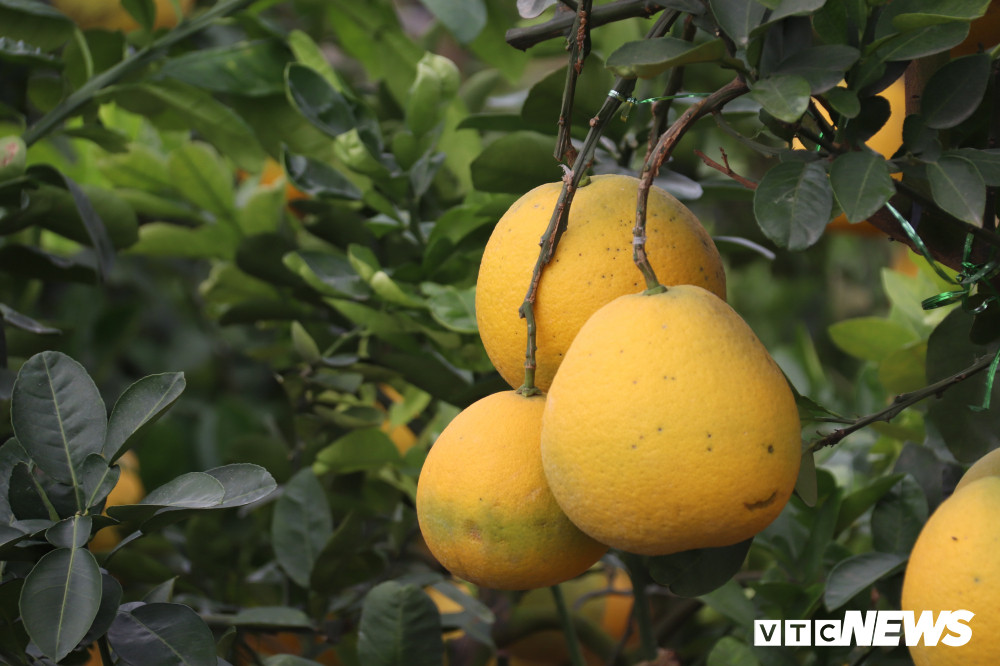 Theo anh Triều, thời gian vận chuyển bưởi từ ngoài Bắc về tới Đồng Tháp kéo dài khoảng 2 ngày.