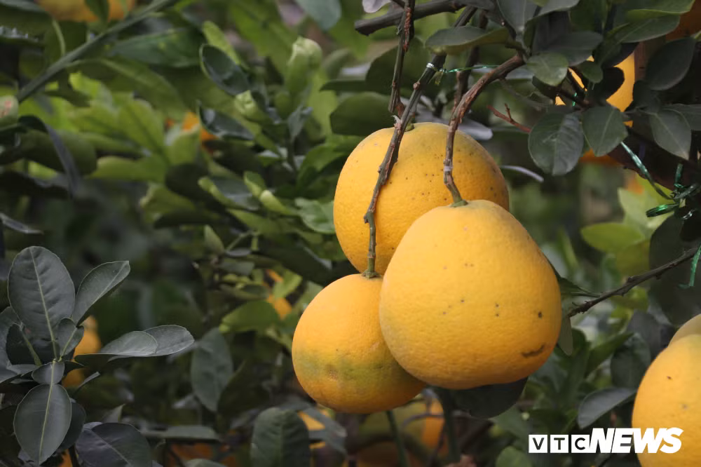 Theo anh Triều, thời gian vận chuyển bưởi từ ngoài Bắc về tới Đồng Tháp kéo dài khoảng 2 ngày.