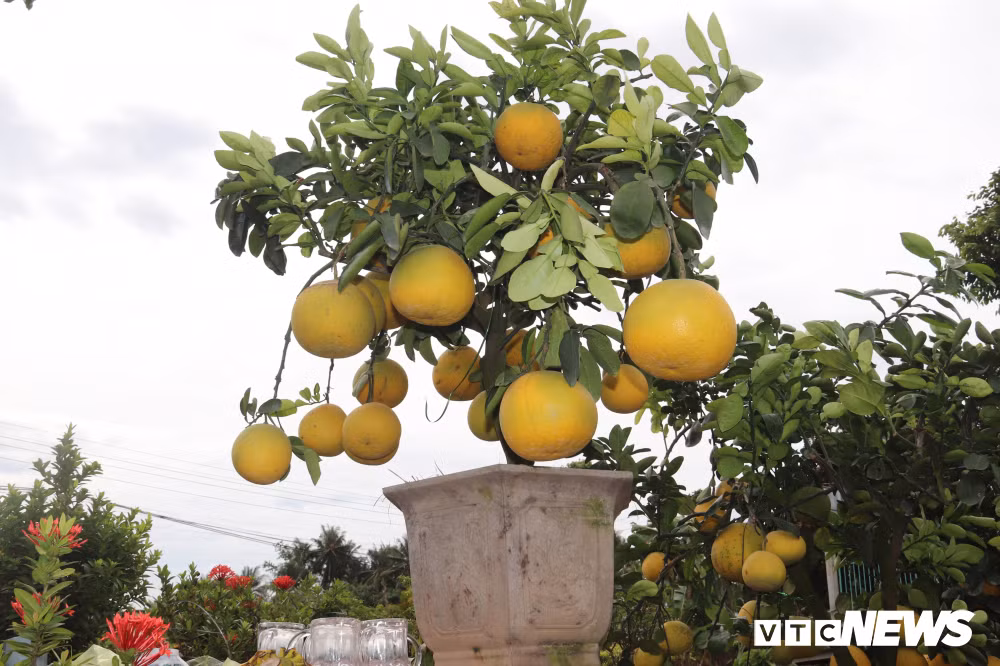 Bưởi diễn miền Bắc vàng óng trong cái nắng hanh hanh của tiết trời mùa xuân miền Nam.