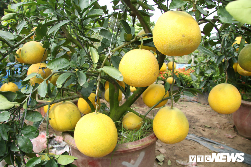 Bưởi Diễn nổi tiếng với sai trái, trái tròn vàng óng.