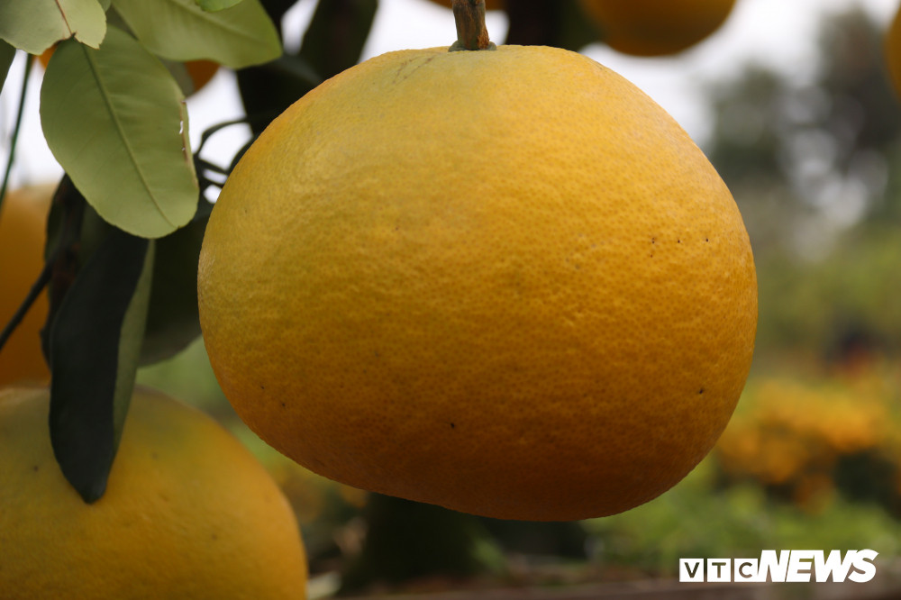 “Đây là lần đầu tiên tôi nhập bưởi Diễn về bán Tết. Do đang tìm hiểu thị trường nên tôi chỉ mới nhập một ít trong chuyến đầu tiên. Mỗi cây có khoảng hơn 20 trái. Tôi thấy khá thú vị khi người miền Nam lại rất thích giống quả từ miền Bắc này”, anh Triều chia sẻ.