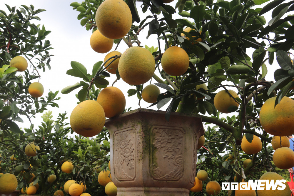 Dù mới được vận chuyển về đến Đồng Tháp được 2 ngày để tìm hiểu thị trường nhưng 1/4 số gốc bưởi Diễn của anh Đào Hải Triều (chủ một vựa hoa tại Làng hoa Sa Đéc) đã có người đặt mua.