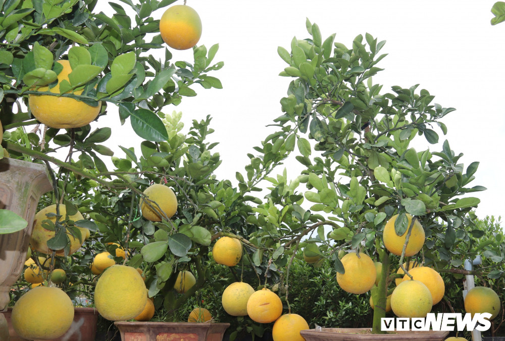 Anh Triều cho biết, hiện tại Làng hoa Sa Đéc chỉ có duy nhất vựa hoa của anh có bưởi Diễn. Mỗi cặp bưởi được anh bán với giá giao động từ 10 – 12 triệu đồng. Những quả bưởi này sẽ chín đúng dịp Tết nguyên Đán.