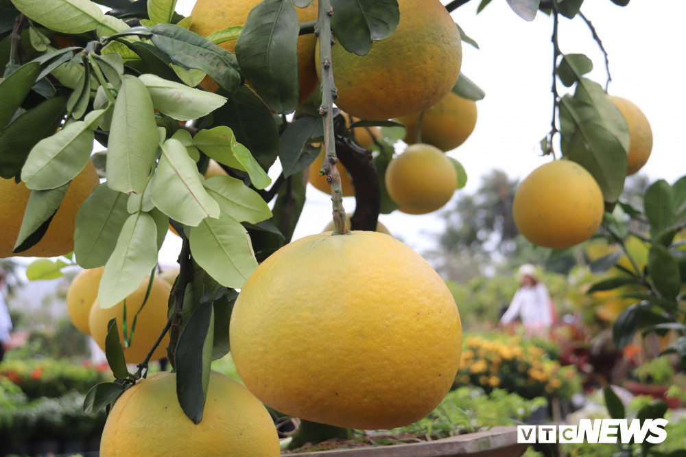 Năm nay, những cây bưởi Diễn cao 2-4 m có giá trung bình 20-30 triệu đồng được bày bán cạnh đường Mai Chí Thọ, quận 2, TP.HCM.