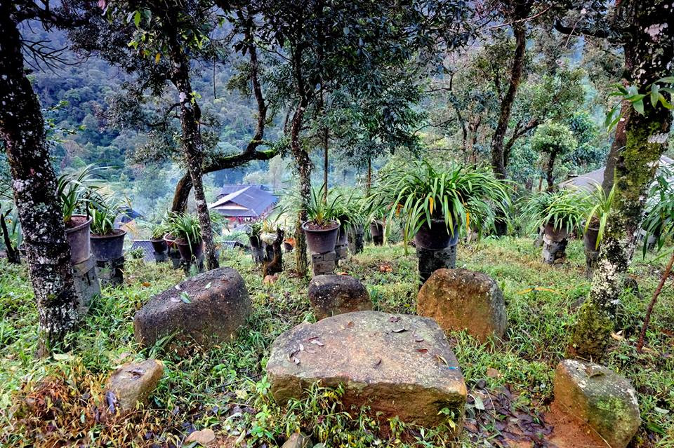 Thay vì ngồi đàm tiếu vui bên mâm rượu như nếp sống cũ, giờ đây những chàng trai Mông hễ cứ có dịp tụm lại bên nhau là bàn về cách trồng phong lan và địa lan. Theo ông Vàng A Chỉnh, Trưởng bản Sin Súi Hồ, cây địa lan đã có ở đất này từ ngàn đời nay. Trước đây bà con khai thác ở rừng, mang về nhà chơi. Cuối năm, bà con mang làm quà biếu người thân, bạn bè ở miền xuôi. Ngày ấy, lan có nhiều nhưng cũng chưa thành hàng hóa.